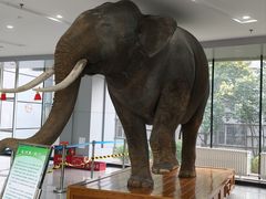 -吉林省自然博物馆