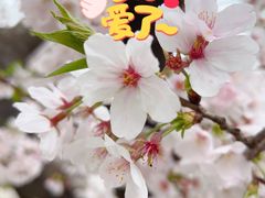 -苏州上方山国家森林公园