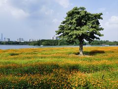 -海珠湖公园
