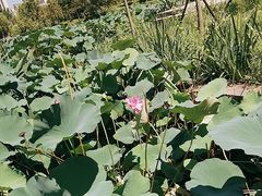 -蜀冈西峰生态公园