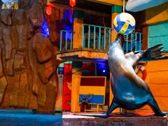 -烟台海昌鲸鲨海洋公园