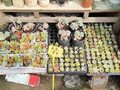 -桂林市花鸟市场