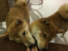 -柴务处·柴犬主题狗咖