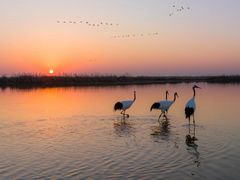 -盐城丹顶鹤湿地生态旅游区