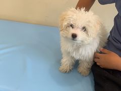 -萌兽医馆·犬猫专科·眼科中心·宠物医院(朝阳门分院)