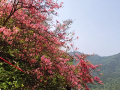 -木兰云雾山
