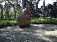 -瑞丽独树成林风景区