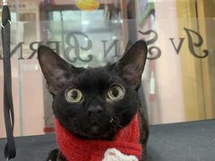 -车接车送·寄养洗护·德文猫舍(大宁店)