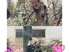 -成都动物园