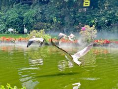 -广州长隆飞鸟乐园