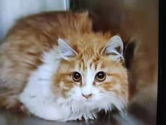 -萌兽医馆·犬猫专科·眼科中心·宠物医院(朝阳门分院)