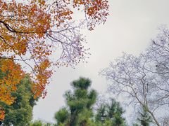 -岳阳楼景区
