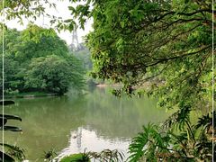 -深圳仙湖植物园