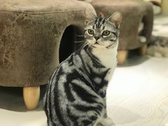 -猫和宫(六道口店)