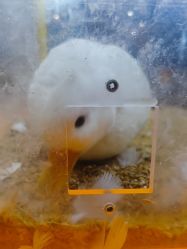 -神奇动物撸宠馆·羊驼·小浣熊·异宠(豫园店)