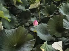-德克士(榆次君豪店)