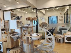 -有喵·猫咖·狗咖·30几只猫10只小狗(岗厦店)