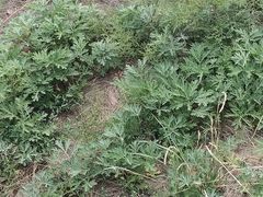 -呼和诺尔旅游景区