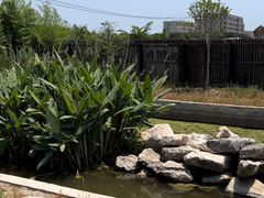 -南汇新场正宗水蜜桃采摘