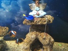-芜湖新华联大白鲸海洋公园