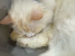 -藏猫猫咖啡主题馆(中央大道店)