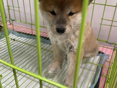 -上品折扣(回龙观店)