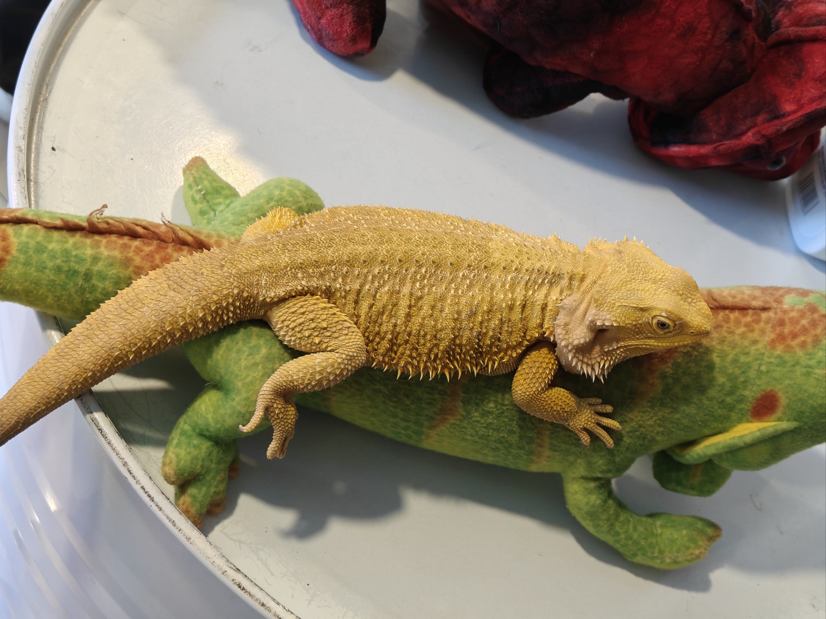 龙族星球～打卡蜥蜴西餐厅