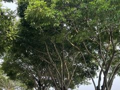 -深圳湾公园(南山区)