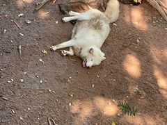 -西霞口神雕山野生动物世界