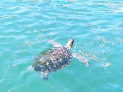 -广东惠东海龟国家级自然保护区