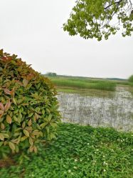 -水八仙生态园