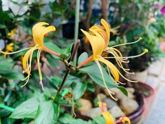-老宅子私房菜馆(大理古城店)