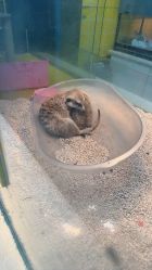 -神奇动物撸宠馆·羊驼·小浣熊·异宠(豫园店)