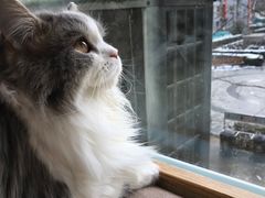 -猫和宫(六道口店)