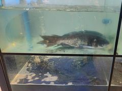 -蜀九香火锅(江油店)