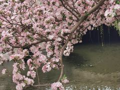 -海棠花溪(元大都城垣遗址公园)