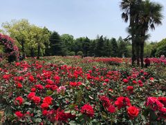 -上海滨江森林公园