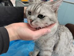 -纳吉亚猫专科动物诊疗中心(蒋宅口分院)