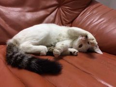 -猫咪博物馆(顶澳仔猫街店)