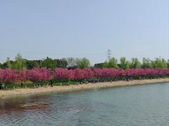 -羊山湖公园