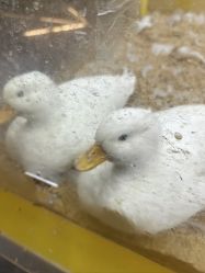 -神奇动物撸宠馆·羊驼·小浣熊·异宠(豫园店)