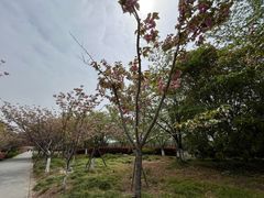 -高东镇樱花园