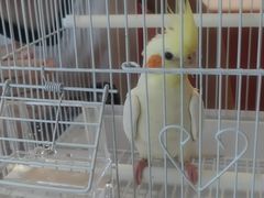 -曲阳花鸟市场(曲阳路店)