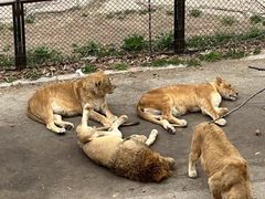 -大连森林动物园