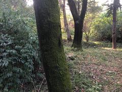 -高尔山公园