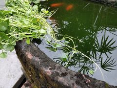 -华冠悠岚·庭院餐厅(青城后山店)