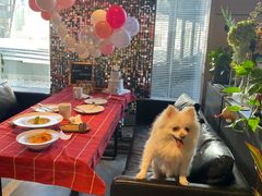 -百好乐宠物友好餐厅(朝外大街店)