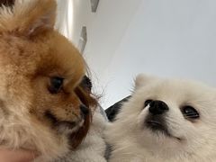 -怪兽屋·羊驼·猫咖·狗咖(俊华广场店)