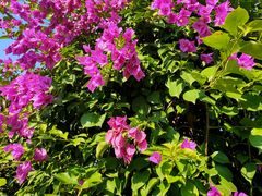 -武汉紫薇都市田园