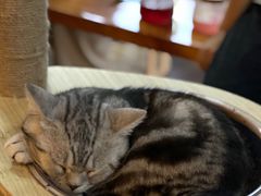 -蓝鲸·缅因猫舍